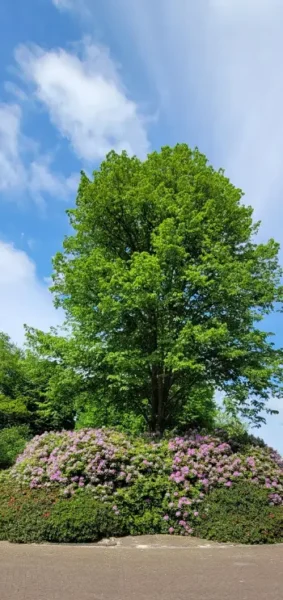 Large tree with flowering shrubs in landscaped garden area.