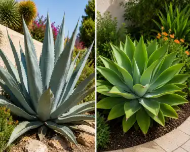 Agave plants in a landscaped garden with sculptural succulent foliage for professional landscaping services