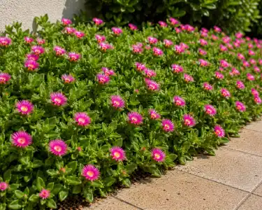 Aptenia ground cover with bright pink flowers along a garden pathway for professional landscaping services