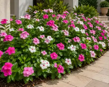 Catharanthus flowering plants with pink and white blooms along a garden pathway for professional landscaping services