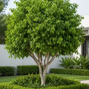 Ficus tree in a modern villa garden with neat hedges, green lawn, and professional landscaping design