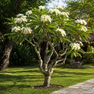 White flowering frangipani tree in a landscaped tropical garden for outdoor landscaping services