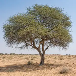 Ghaf tree growing in a dry desert landscape with green foliage, wide branches, and sandy ground under a clear blue sky.