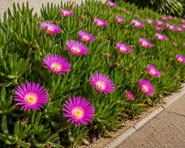 Ice plant ground cover with bright pink flowers along a garden pathway for professional landscaping services