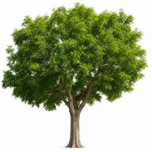 Neem tree with dense green foliage and textured trunk for professional landscaping services