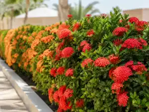 Ixora flowering plant