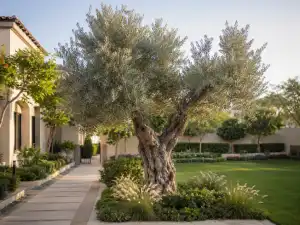 Olive tree
