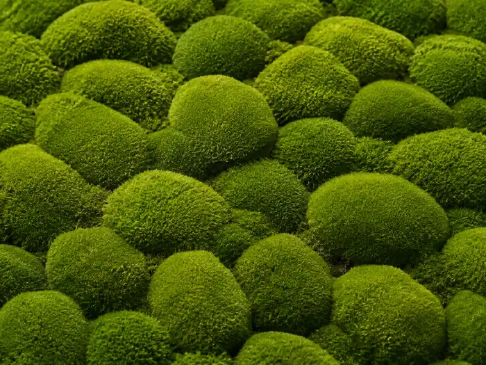Close-up of preserved cushion moss with soft rounded green mounds used for decorative moss walls and biophilic interiors.