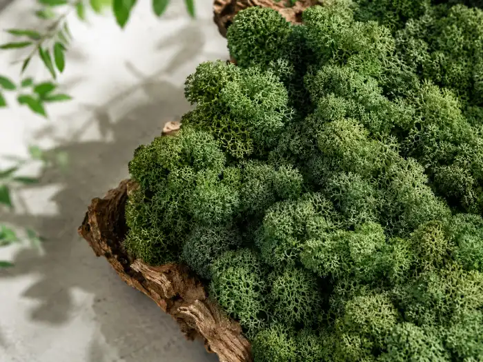 Close-up of preserved reindeer moss in natural green tones used for decorative moss walls and interior landscaping.